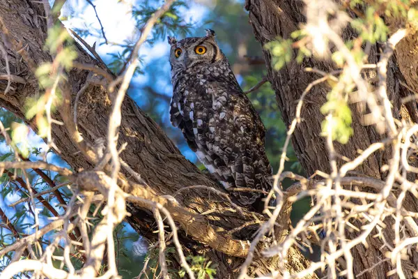 Kgalagadi Ulusal Parkı 'nda baykuş