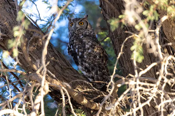 Kgalagadi Ulusal Parkı 'nda baykuş