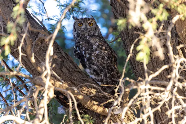 Kgalagadi Ulusal Parkı 'nda baykuş