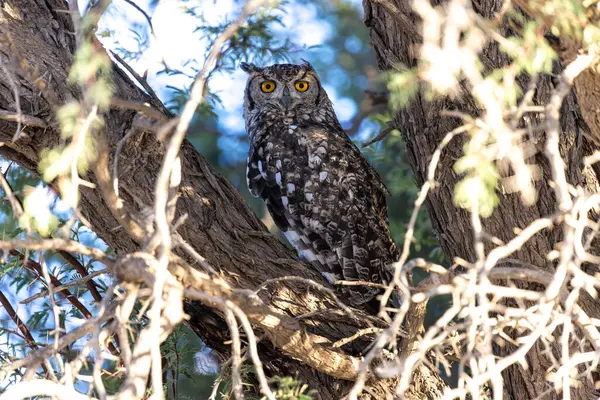 Kgalagadi Ulusal Parkı 'nda baykuş