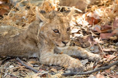 Namibya 'daki Etosha Ulusal Parkı' nda aslan.