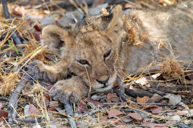 Namibya 'daki Etosha Ulusal Parkı' nda aslan.