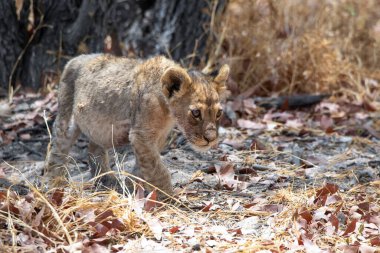 Namibya 'daki Etosha Ulusal Parkı' nda aslan.
