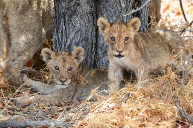Namibya 'daki Etosha Ulusal Parkı' nda aslan.