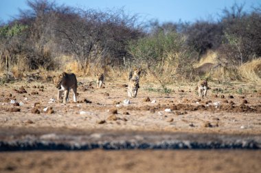 Namibya 'daki Etosha Ulusal Parkı' nda aslan.