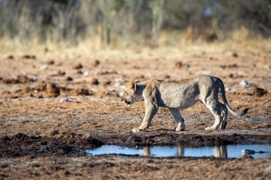 Namibya 'daki Etosha Ulusal Parkı' nda aslan.