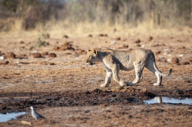 Namibya 'daki Etosha Ulusal Parkı' nda aslan.