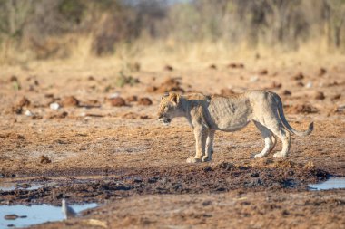 Namibya 'daki Etosha Ulusal Parkı' nda aslan.