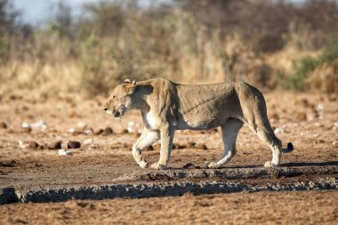 Namibya 'daki Etosha Ulusal Parkı' nda aslan.