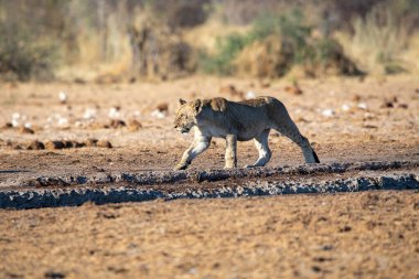 Namibya 'daki Etosha Ulusal Parkı' nda aslan.