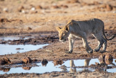 Namibya 'daki Etosha Ulusal Parkı' nda aslan.