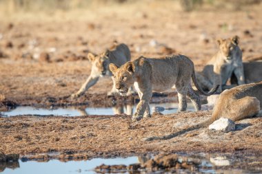 Namibya 'daki Etosha Ulusal Parkı' nda aslan.