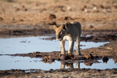Namibya 'daki Etosha Ulusal Parkı' nda aslan.