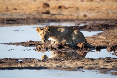 Namibya 'daki Etosha Ulusal Parkı' nda aslan.