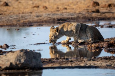 Namibya 'daki Etosha Ulusal Parkı' nda aslan.