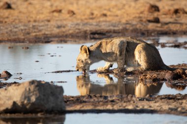 Namibya 'daki Etosha Ulusal Parkı' nda aslan.