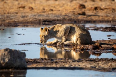 Namibya 'daki Etosha Ulusal Parkı' nda aslan.