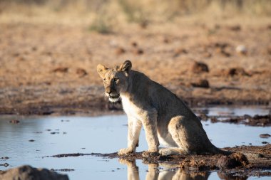 Namibya 'daki Etosha Ulusal Parkı' nda aslan.
