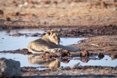 Namibya 'daki Etosha Ulusal Parkı' nda aslan.