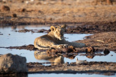 Namibya 'daki Etosha Ulusal Parkı' nda aslan.