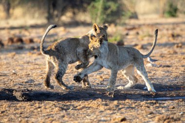 Namibya 'daki Etosha Ulusal Parkı' nda aslan.