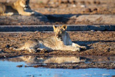 Namibya 'daki Etosha Ulusal Parkı' nda aslan.