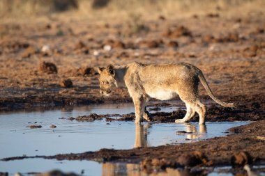 Namibya 'daki Etosha Ulusal Parkı' nda aslan.