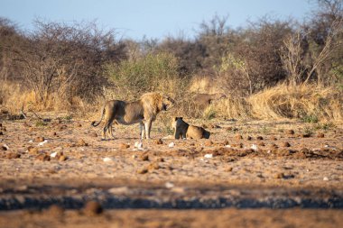 Namibya 'daki Etosha Ulusal Parkı' nda aslan.