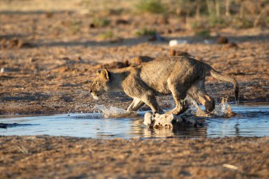 Namibya 'daki Etosha Ulusal Parkı' nda aslan.