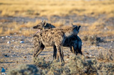 Etosha Milli Parkı, Namibya 'daki sırtlan