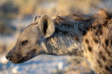 Etosha Milli Parkı, Namibya 'daki sırtlan
