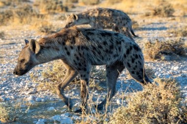 Etosha Milli Parkı, Namibya 'daki sırtlan