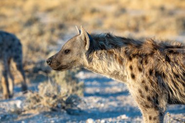 Etosha Milli Parkı, Namibya 'daki sırtlan