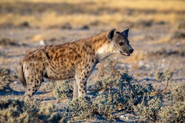 Etosha Milli Parkı, Namibya 'daki sırtlan