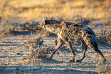 Etosha Milli Parkı, Namibya 'daki sırtlan