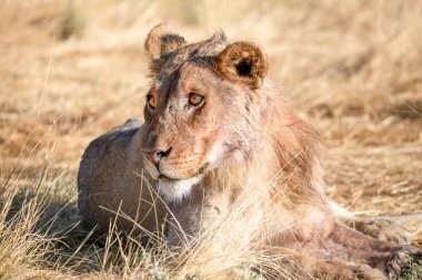 Aslan etkin ulusal Park'ta