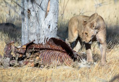 Namibya 'daki Etosha Ulusal Parkı' nda aslan.