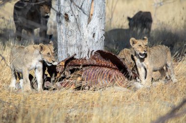 Namibya 'daki Etosha Ulusal Parkı' nda aslan.