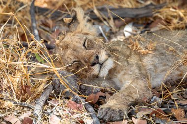 Namibya 'daki Etosha Ulusal Parkı' nda aslan.