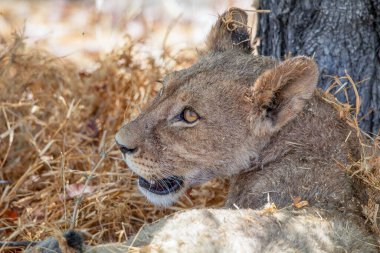 Namibya 'daki Etosha Ulusal Parkı' nda aslan.