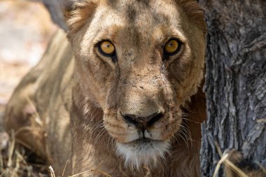 Namibya 'daki Etosha Ulusal Parkı' nda aslan.