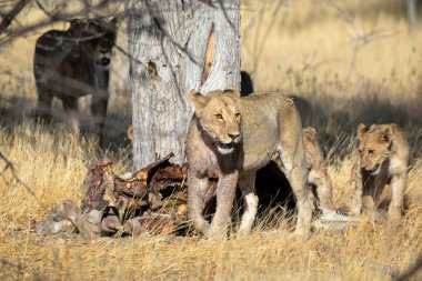 Namibya 'daki Etosha Ulusal Parkı' nda aslan.