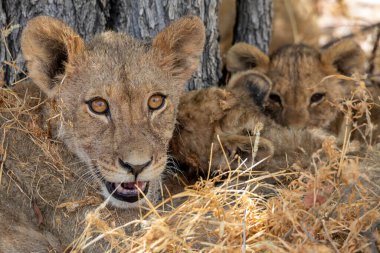 Namibya 'daki Etosha Ulusal Parkı' nda aslan.