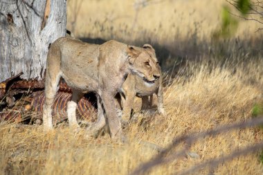 Namibya 'daki Etosha Ulusal Parkı' nda aslan.
