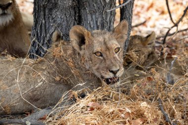 Namibya 'daki Etosha Ulusal Parkı' nda aslan.