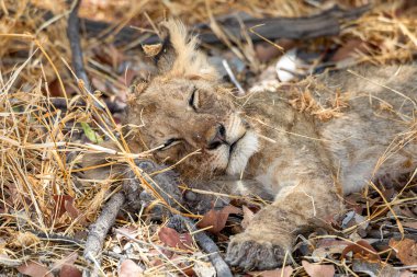 Namibya 'daki Etosha Ulusal Parkı' nda aslan.