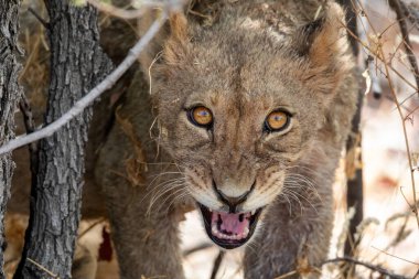 Namibya 'daki Etosha Ulusal Parkı' nda aslan.