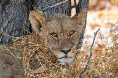 Namibya 'daki Etosha Ulusal Parkı' nda aslan.