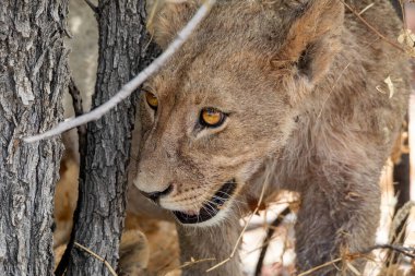 Namibya 'daki Etosha Ulusal Parkı' nda aslan.