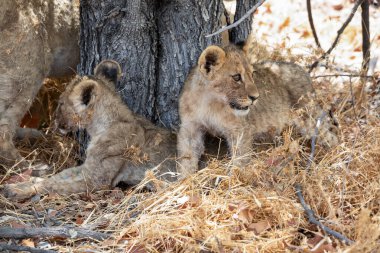 Namibya 'daki Etosha Ulusal Parkı' nda aslan.